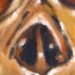 tattoo galleries/ - Fetal skull
